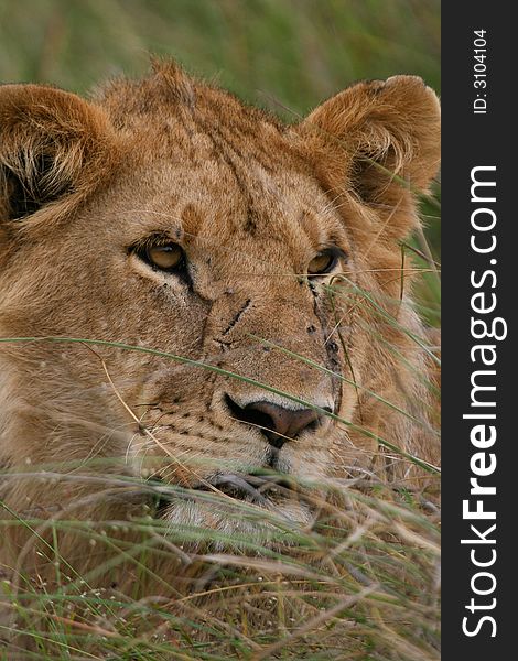 Portait of african lion resting in green grass