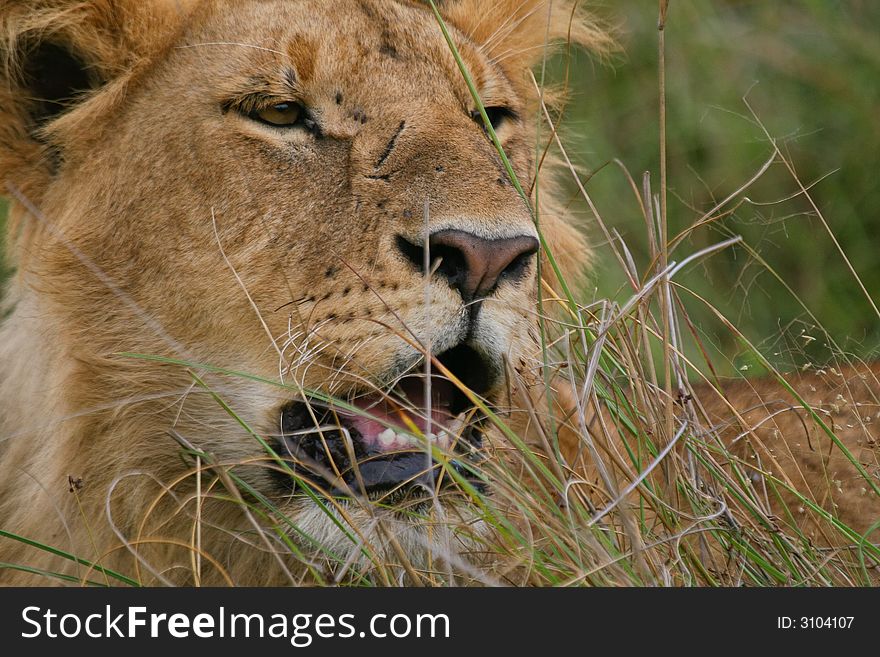 Portrait of African lion resting in green grass