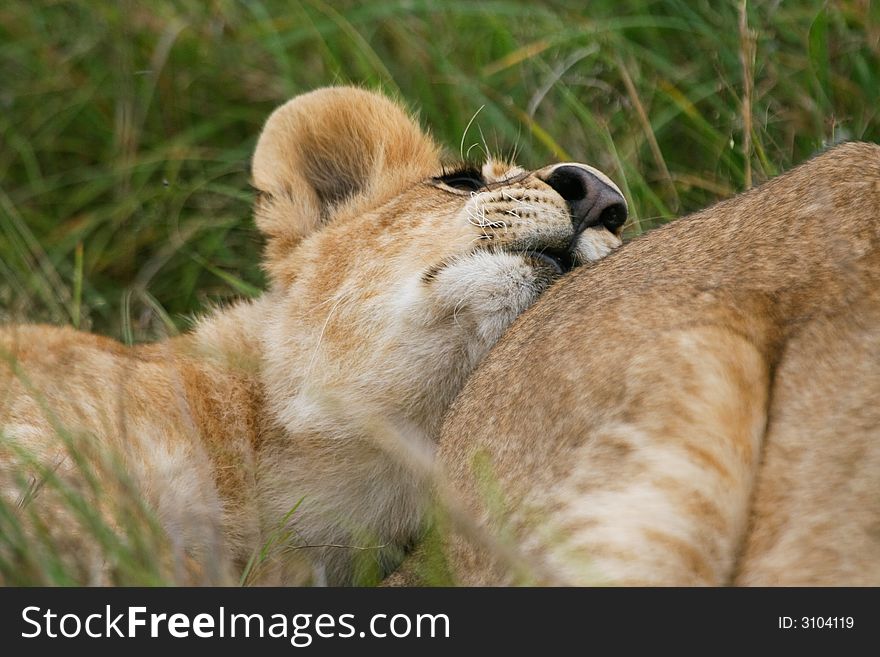 Cute lion cub snuggling up on her mother