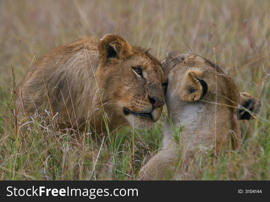 Adolescent african lion being groomed by lioness. Adolescent african lion being groomed by lioness