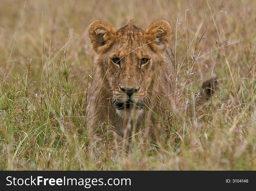 African lion stalking through grassland. African lion stalking through grassland