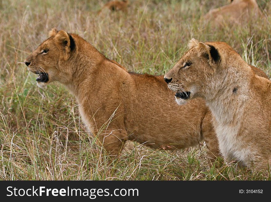 Two lion cubs standing together looking into distance