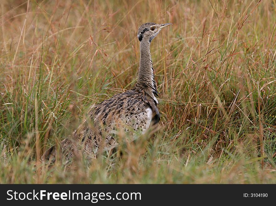 Male black-bellied bustard standing in tall grassland of masai mara serengeti ecosystem, east africa