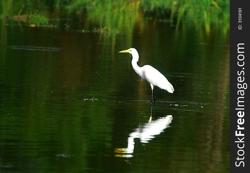 The Great Egret feeds in shallow water or drier habitats, spearing fish, frogs or insects with its long, sharp bill. It will often wait motionless for prey, or slowly stalk its victim. It is a conspicuous species, usually easily seen.