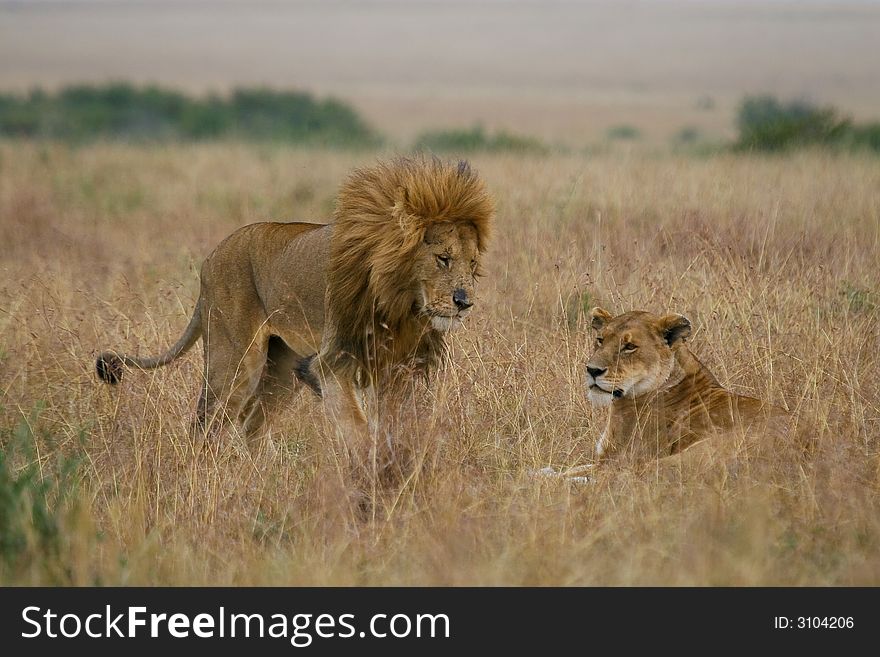 African lion and lioness during courtship, Masai Mara, Kenya. African lion and lioness during courtship, Masai Mara, Kenya