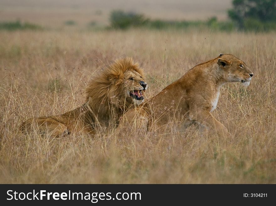 African lion and lioness after mating, Masai Mara, Kenya. African lion and lioness after mating, Masai Mara, Kenya