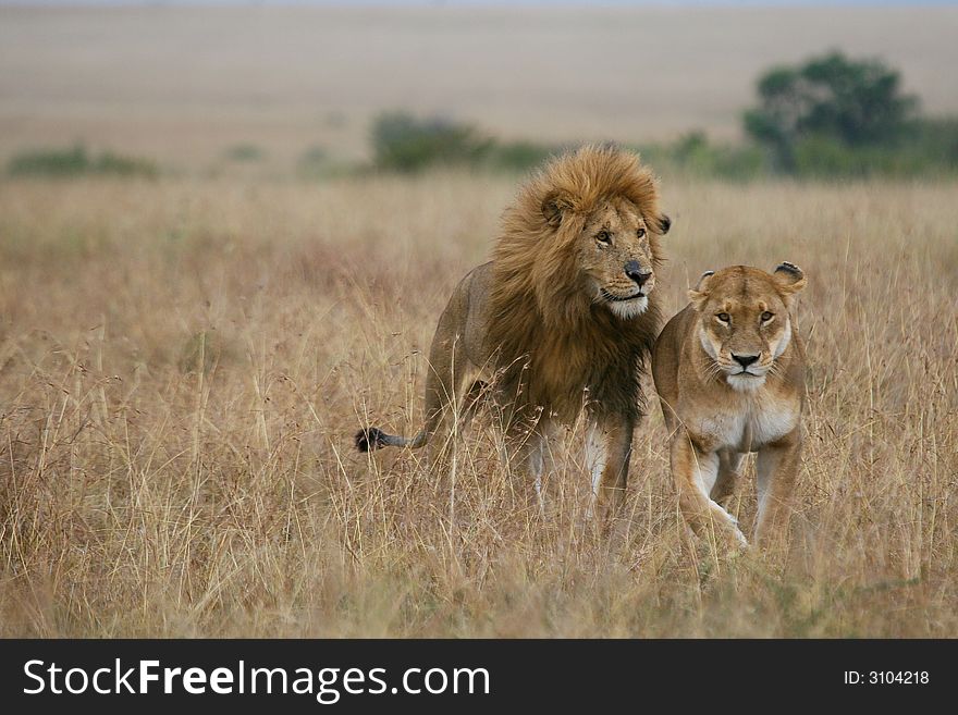 African lion guarding lioness during courtship, Masai Mara, Kenya. African lion guarding lioness during courtship, Masai Mara, Kenya