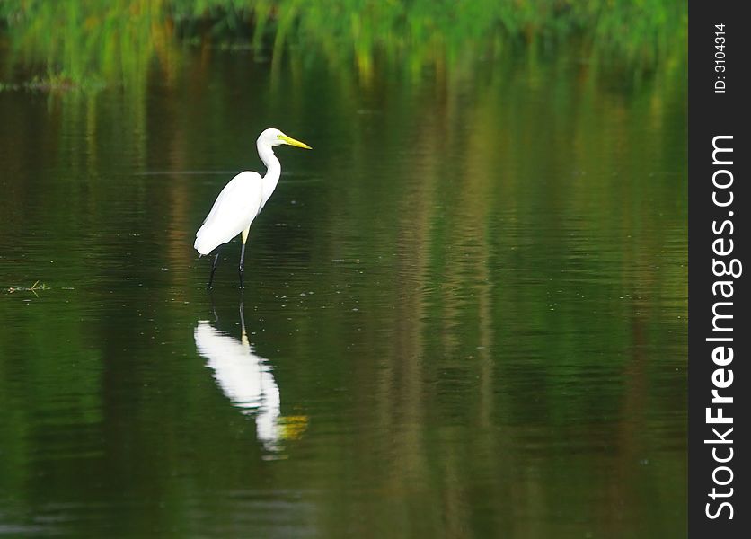 The Great Egret feeds in shallow water or drier habitats, spearing fish, frogs or insects with its long, sharp bill. It will often wait motionless for prey, or slowly stalk its victim. It is a conspicuous species, usually easily seen.