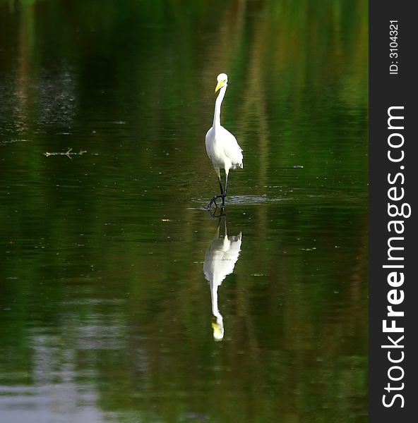 The Great Egret feeds in shallow water or drier habitats, spearing fish, frogs or insects with its long, sharp bill. It will often wait motionless for prey, or slowly stalk its victim. It is a conspicuous species, usually easily seen.