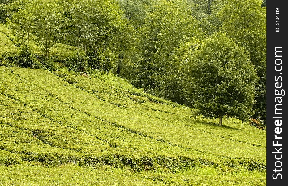 Tea plants on the hills of east Turkey