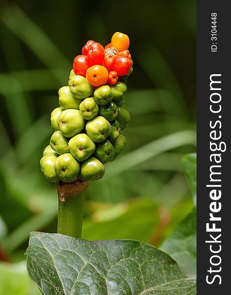 Beautiful exotic plant with red and green berries