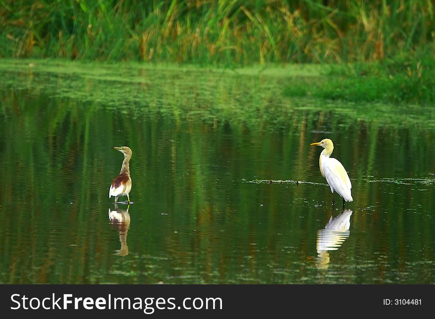 The Great Egret feeds in shallow water or drier habitats, spearing fish, frogs or insects with its long, sharp bill. It will often wait motionless for prey, or slowly stalk its victim. It is a conspicuous species, usually easily seen.