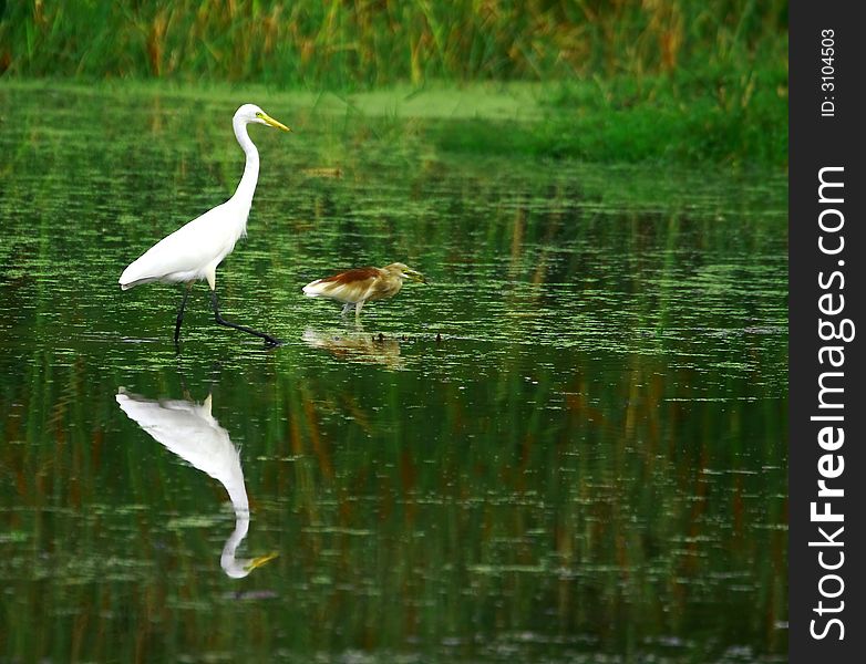 The Great Egret feeds in shallow water or drier habitats, spearing fish, frogs or insects with its long, sharp bill. It will often wait motionless for prey, or slowly stalk its victim. It is a conspicuous species, usually easily seen.