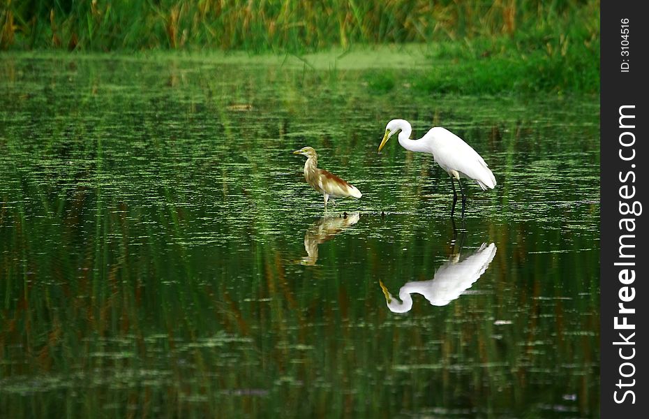 The Great Egret feeds in shallow water or drier habitats, spearing fish, frogs or insects with its long, sharp bill. It will often wait motionless for prey, or slowly stalk its victim. It is a conspicuous species, usually easily seen.