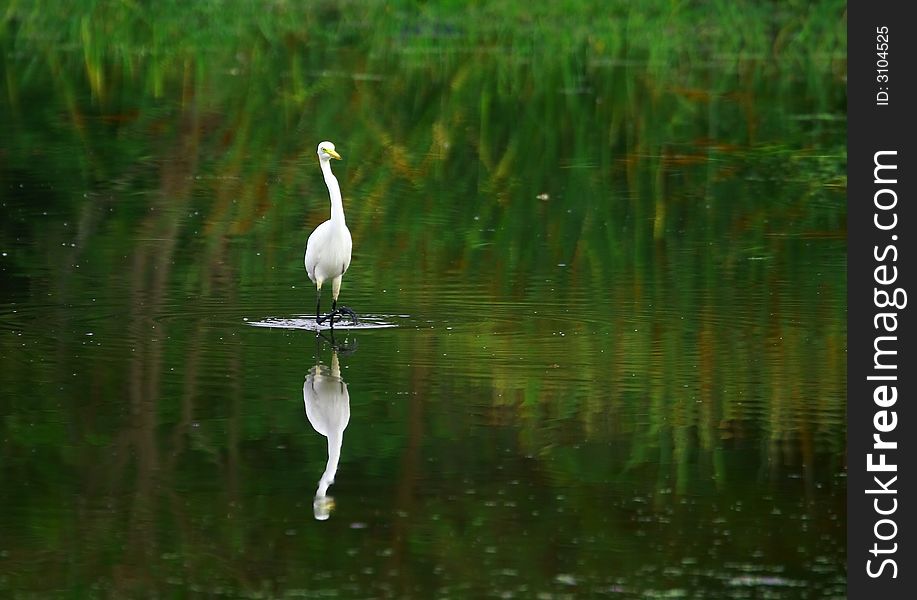 The Great Egret feeds in shallow water or drier habitats, spearing fish, frogs or insects with its long, sharp bill. It will often wait motionless for prey, or slowly stalk its victim. It is a conspicuous species, usually easily seen.