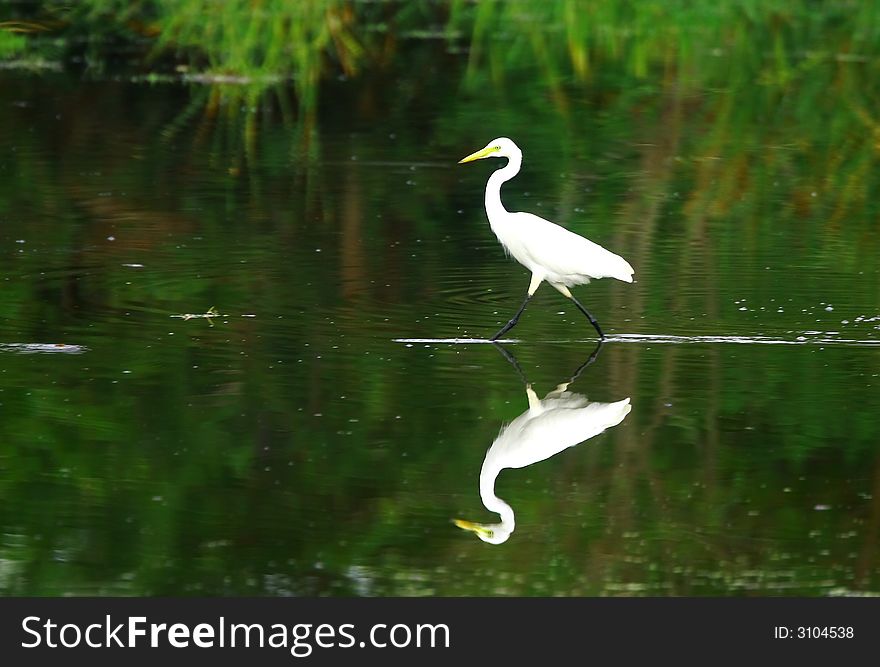 The Great Egret feeds in shallow water or drier habitats, spearing fish, frogs or insects with its long, sharp bill. It will often wait motionless for prey, or slowly stalk its victim. It is a conspicuous species, usually easily seen.