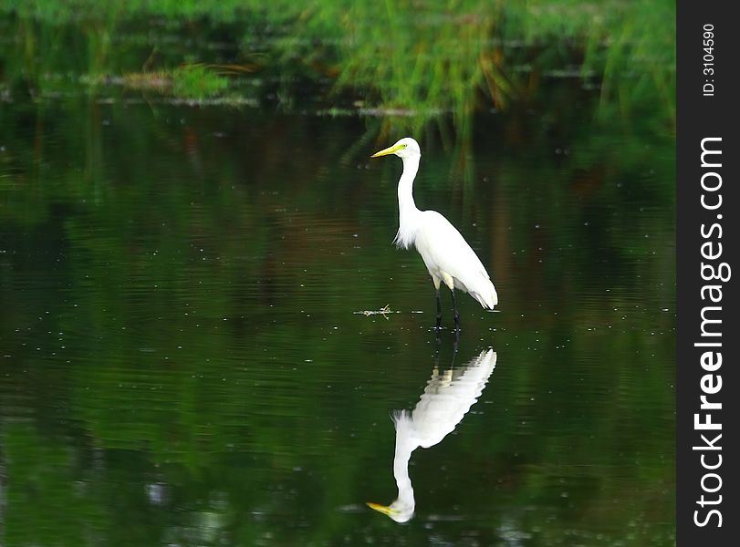 The Great Egret feeds in shallow water or drier habitats, spearing fish, frogs or insects with its long, sharp bill. It will often wait motionless for prey, or slowly stalk its victim. It is a conspicuous species, usually easily seen.