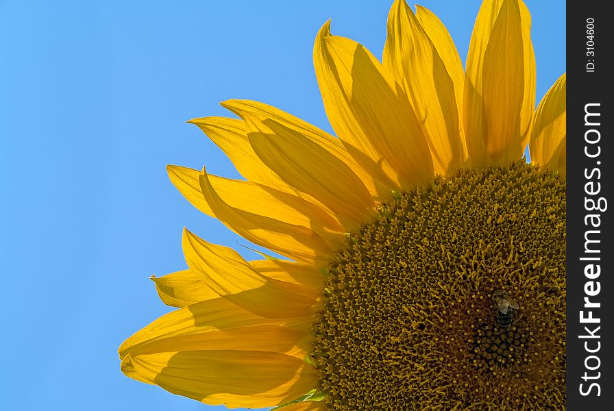 Purt of sunflower close up over blue sky. Purt of sunflower close up over blue sky