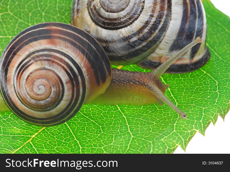 Close up of snail on green leaf