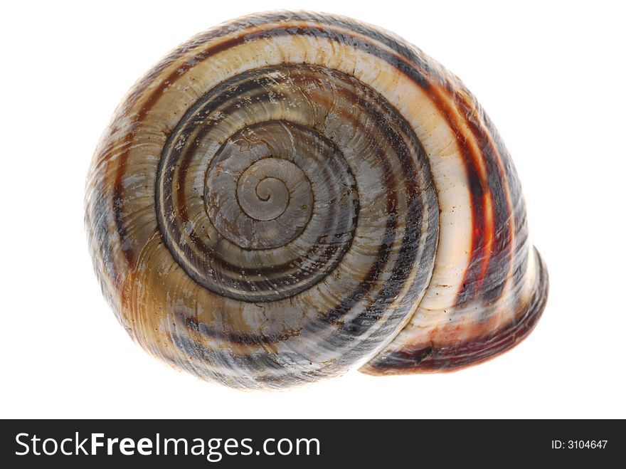 Shel of snail on white background