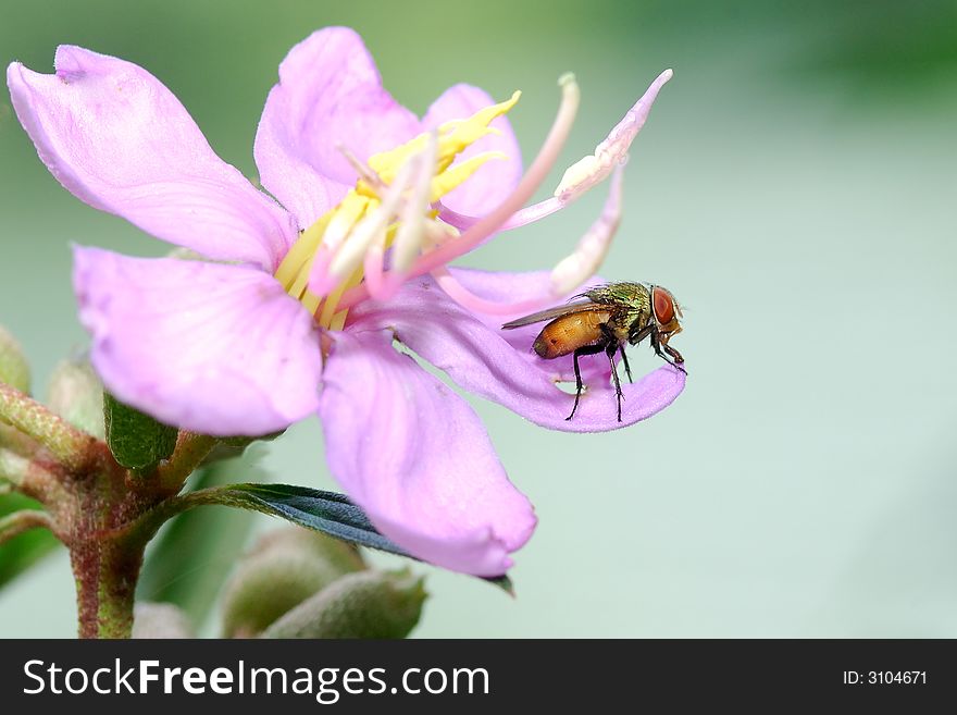 Housefly pose on the flower. Housefly pose on the flower