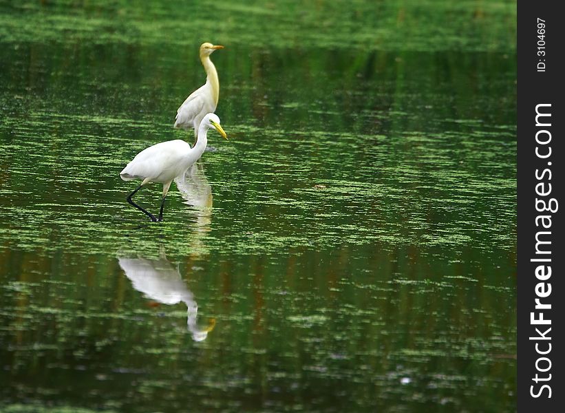 The Egret feeds in shallow water or drier habitats, spearing fish, frogs or insects with its long, sharp bill. It will often wait motionless for prey, or slowly stalk its victim. It is a conspicuous species, usually easily seen. The Egret feeds in shallow water or drier habitats, spearing fish, frogs or insects with its long, sharp bill. It will often wait motionless for prey, or slowly stalk its victim. It is a conspicuous species, usually easily seen.