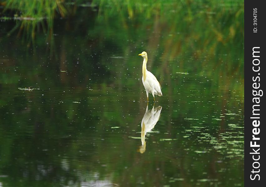 The Great Egret feeds in shallow water or drier habitats, spearing fish, frogs or insects with its long, sharp bill. It will often wait motionless for prey, or slowly stalk its victim. It is a conspicuous species, usually easily seen. The Great Egret feeds in shallow water or drier habitats, spearing fish, frogs or insects with its long, sharp bill. It will often wait motionless for prey, or slowly stalk its victim. It is a conspicuous species, usually easily seen.