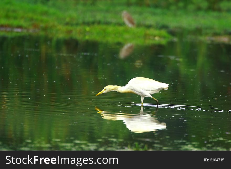 Egret reflection