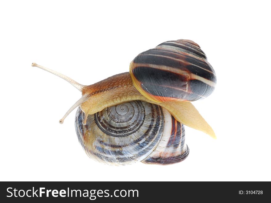 Two cute snail on white background