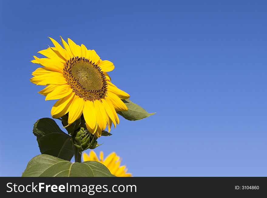 Sunflower with blue sky without clouds