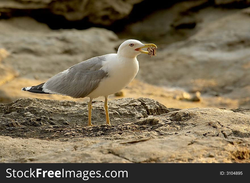 Seagull on a shore with bone in his beak.