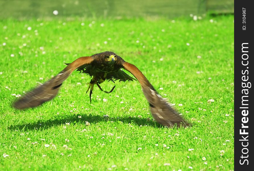 Eagle flying, wings blurred, eyes sharp in green meadow