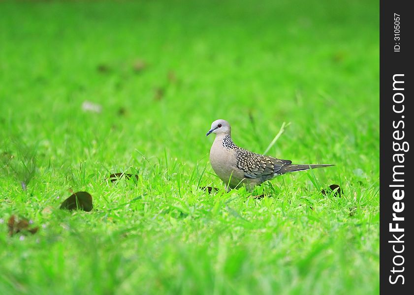 Dove is sitting on the grass land looking for prey and stalking around