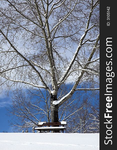 An empty bench in front of a large tree on a winter day. An empty bench in front of a large tree on a winter day.