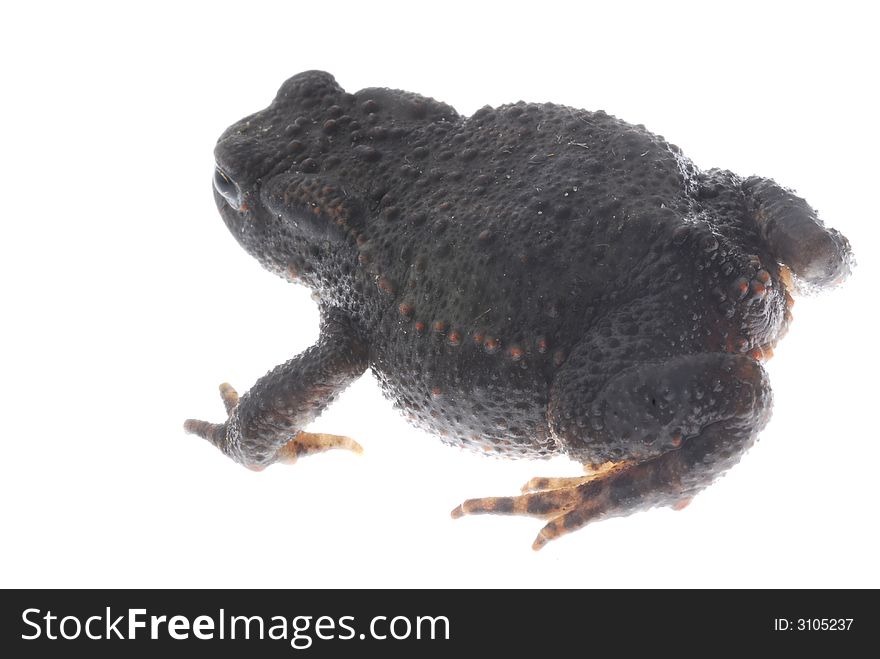 Black danish frog on white background