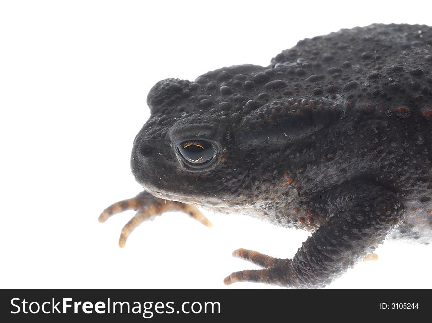 Black danish frog on white background. Black danish frog on white background