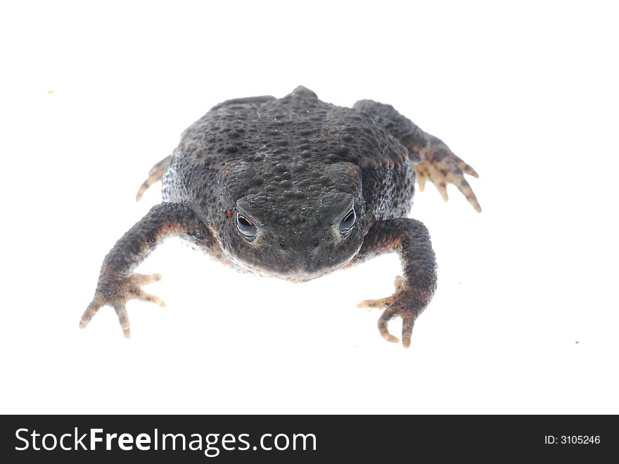 Close up of black danish frog