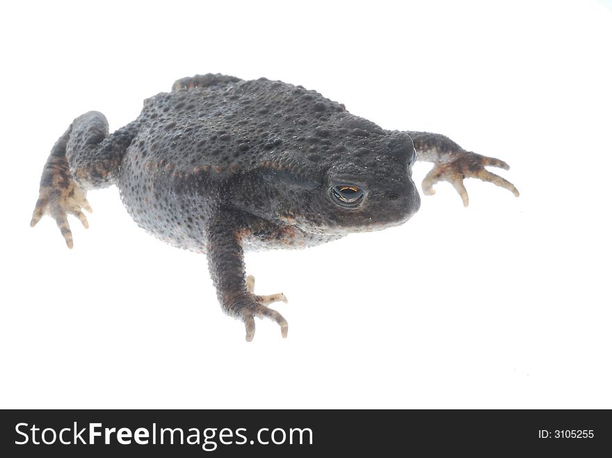 Close up of black frog