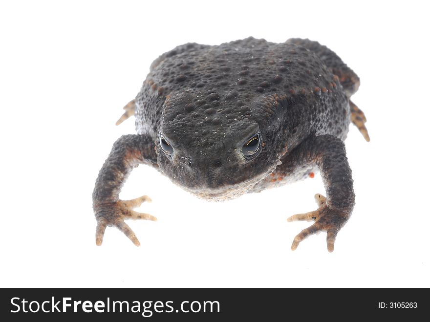 Black danish frog on white background
