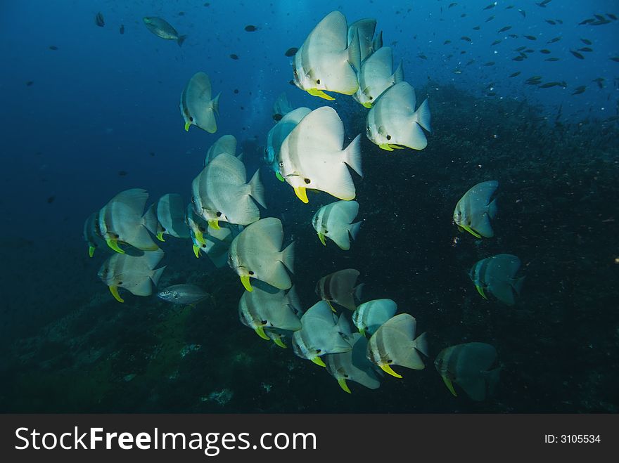 Schooling Teira batfish at Sail Rock dive site close to Koh Tao island in Thailand. Schooling Teira batfish at Sail Rock dive site close to Koh Tao island in Thailand