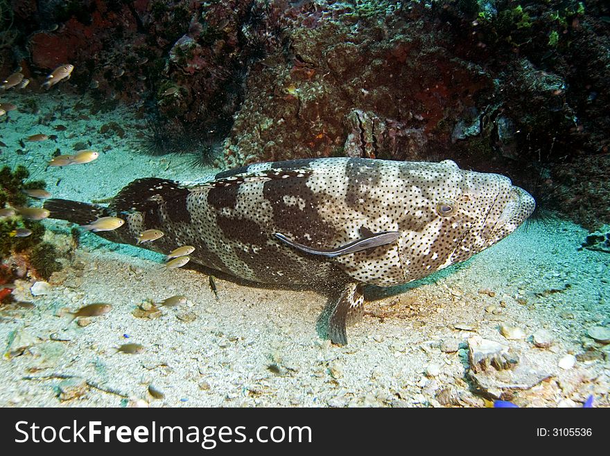 Potato grouper resting on sandy bottom at Sail Rock dive site close to Koh Tao island in Thailand