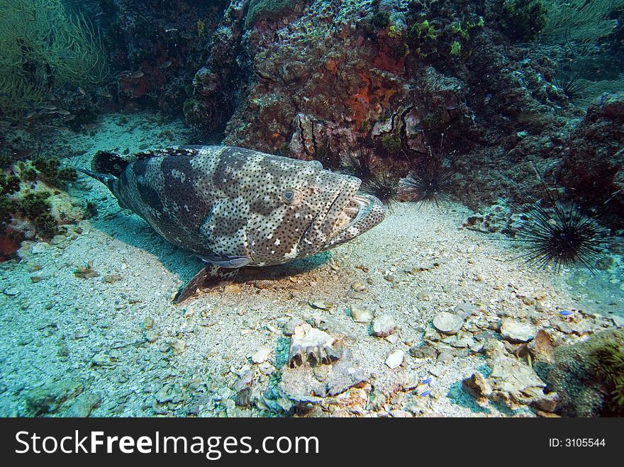 Potato grouper resting on sandy bottom at Sail Rock dive site close to Koh Tao island in Thailand