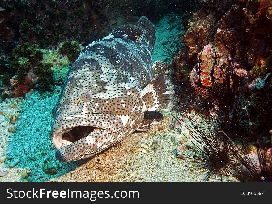 Potato grouper resting on sandy bottom at Sail Rock dive site close to Koh Tao island in Thailand. Potato grouper resting on sandy bottom at Sail Rock dive site close to Koh Tao island in Thailand