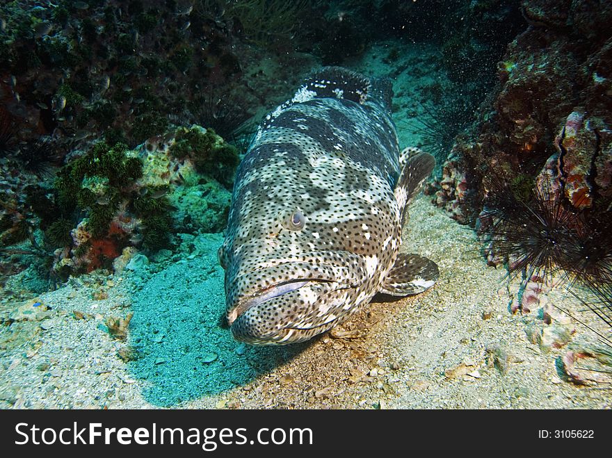 Potato grouper resting on sandy bottom at Sail Rock dive site close to Koh Tao island in Thailand. Potato grouper resting on sandy bottom at Sail Rock dive site close to Koh Tao island in Thailand