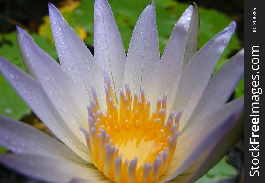 Detail view of a water lily.