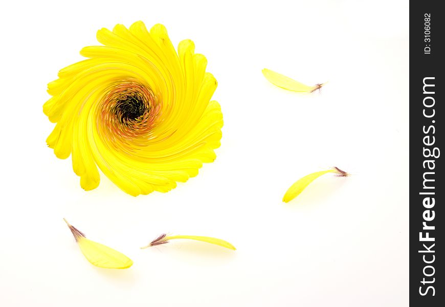 Beutiful yellow flower on white background. Beutiful yellow flower on white background