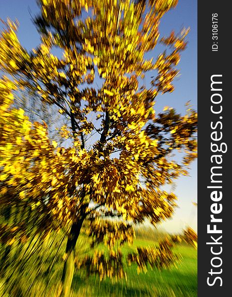 Autumn tree, colourful and beautiful zooming effect