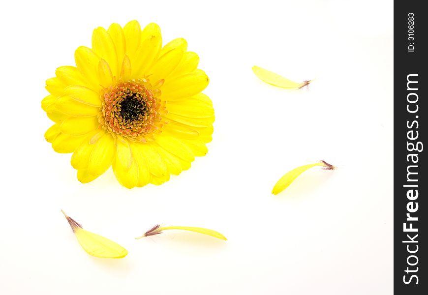 Beautiful yellow gerber on a white background