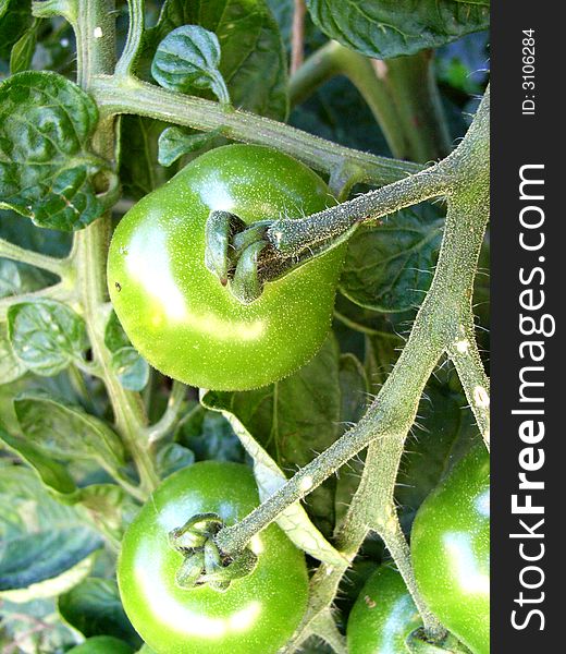 A tomato plant with some green unripe tomatoes. A tomato plant with some green unripe tomatoes.