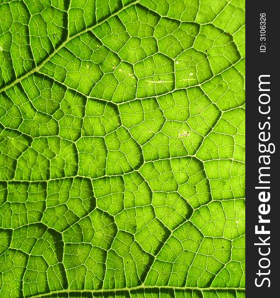 A close up photographic image the underside of a green leaf. A close up photographic image the underside of a green leaf.